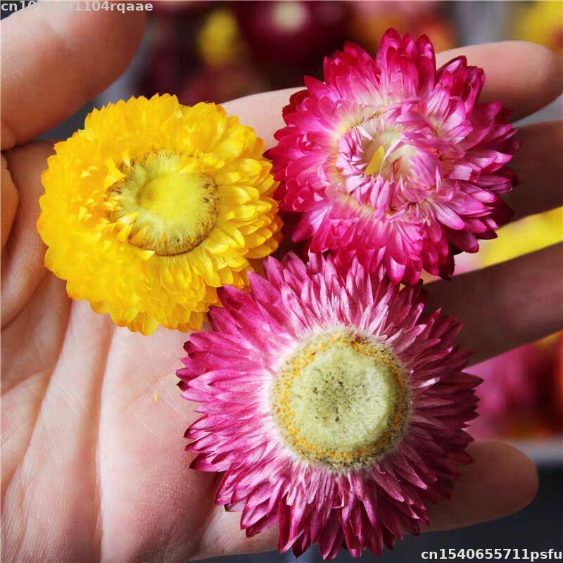 Candle Making Material Wholesale - 100% натуральные сушеные цветы Bracteantha Bracteata