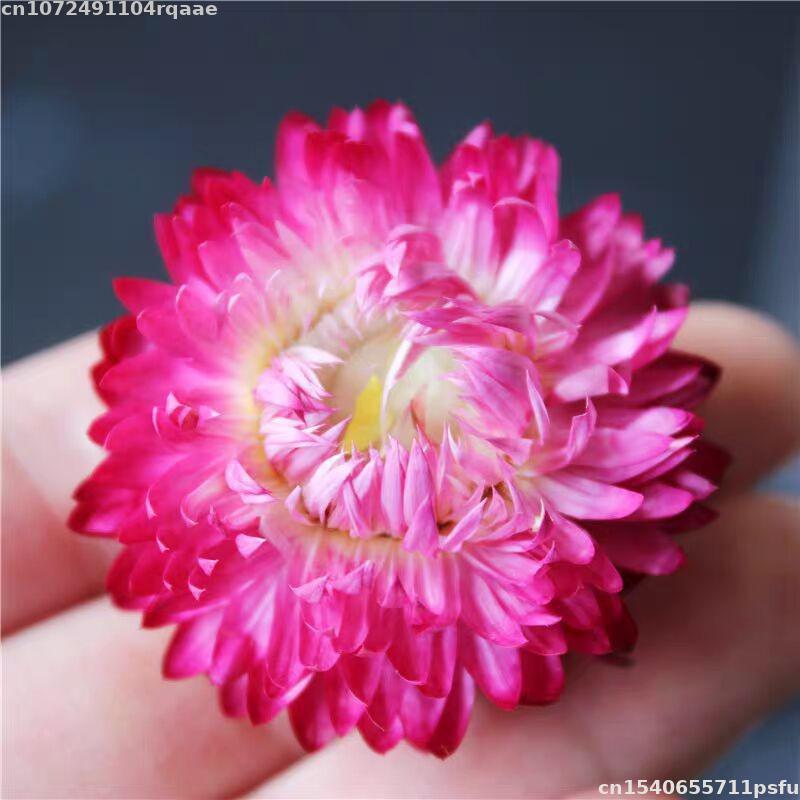 100% натуральные сушеные цветы – обзор и цена Candle Making Material Wholesale
